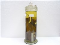 藏品(一字赤尾鯛)的圖片